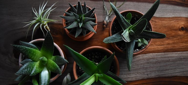 A guide to packing houseplants is necessary when moving.