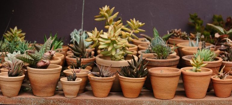 small house plants in the pots