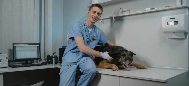 A vet taking care of a dog