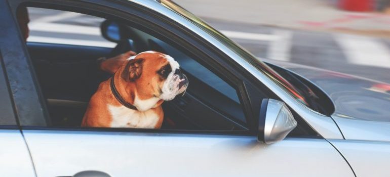 A dog sitting inside of a car