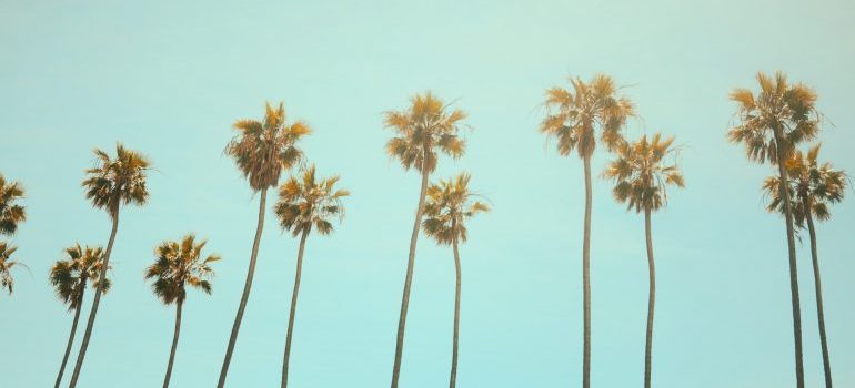 palms in California