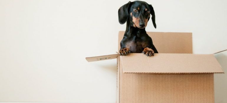 a dog in the box ready to move to Covina this fall