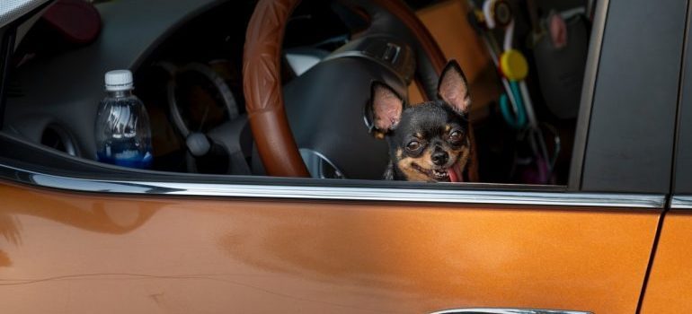 a black dog sitting in an orange car