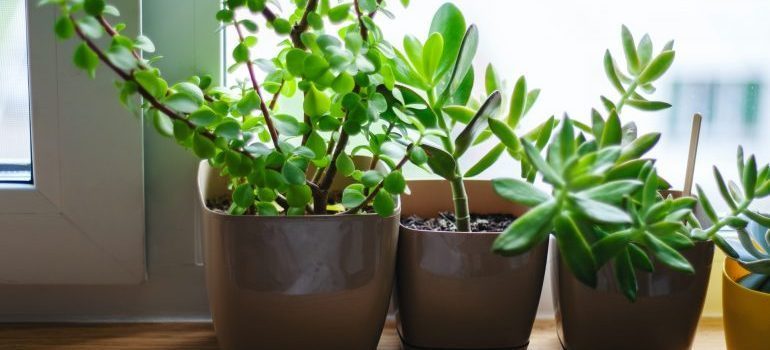 Plants in smaller pots
