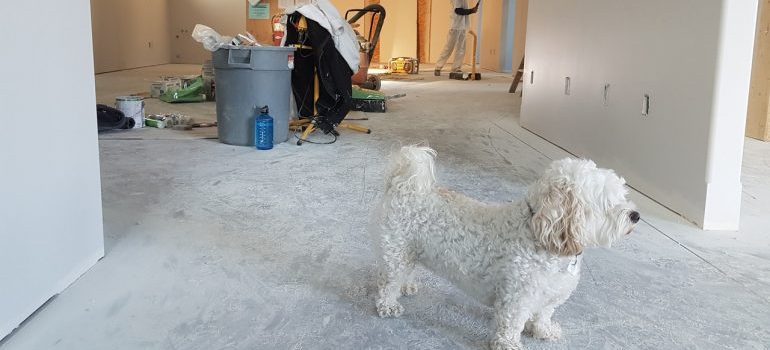 A doog in a room where painters are painting