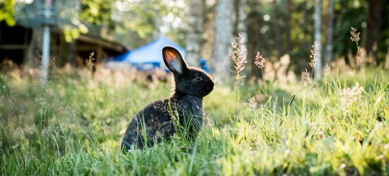 a black rabbit in the field