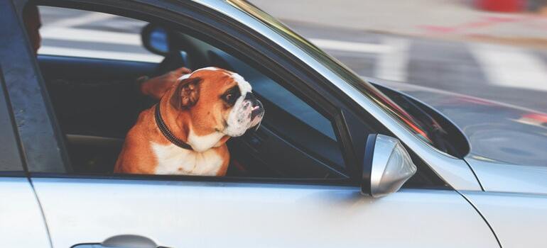 A dog inside a car